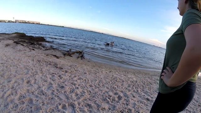 парк для собак в США смотреть онлайн