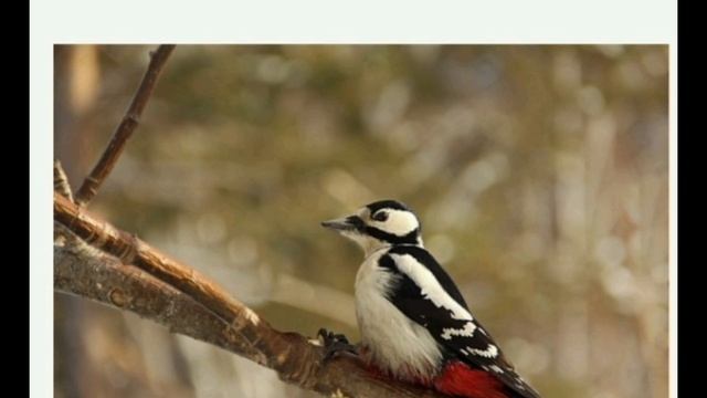 Птицы Москвы и Подмосковья.