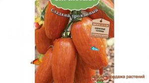 Томат обыкновенный Искры Пламени (iskry plameni) ? обзор: как сажать, семена томата Искры Пламени