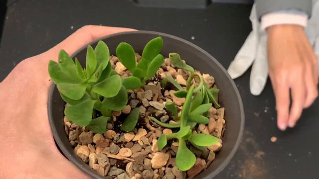 3 Special Types of Crassula/Jade Plant Repotting смотреть онлайн