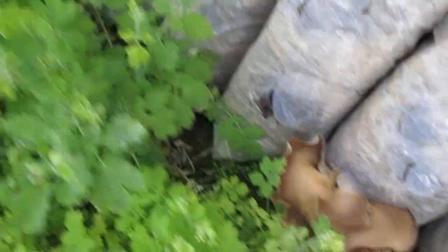 Вешенки в огороде? - 20-я волна !!!???в домашних условиях?Купить мицелий в Молдове-078959028 смотреть онлайн