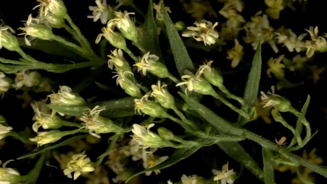 Goldenrod / Solidago sp. смотреть онлайн