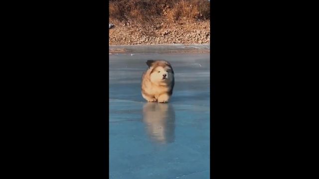 ПУПСИК/ собачка-медвежонок смотреть онлайн