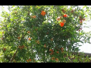 Южные фрукты в моём саду. Южная экзотика в Сочи.