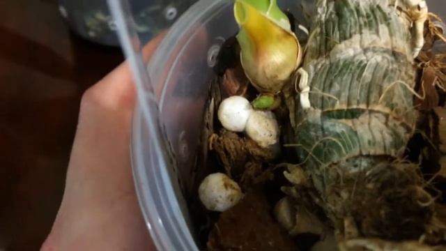 Морковкины проблемы или как спасти катасетум (Catasetum, Fredclarkeara)