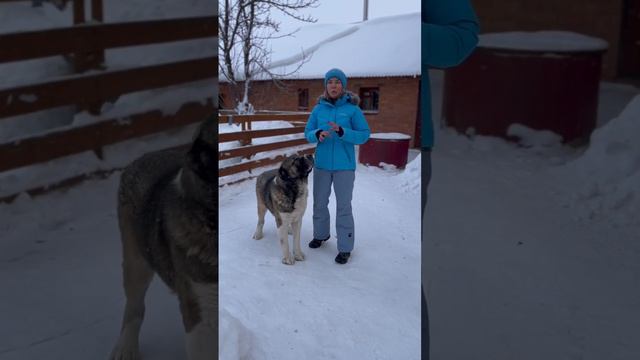 #алабай #среднеазиатская_овчарка смотреть онлайн