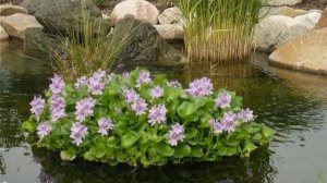 Водный гиацинт эйхорния: посадка и уход