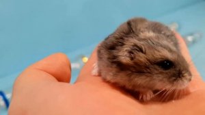 ХОМЯКИ ДЕЛАЮТ ЛАБИРИНТ СВОИМИ РУКАМИ - ЧЕЛЛЕНДЖ! Хомячки устроили гонки в лабиринте.