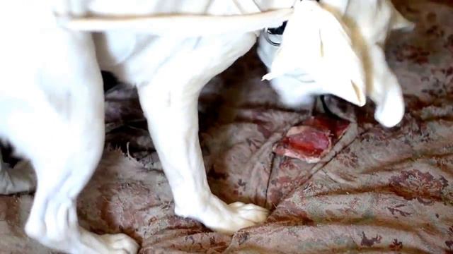 Сакура закапывает косточку. смотреть онлайн