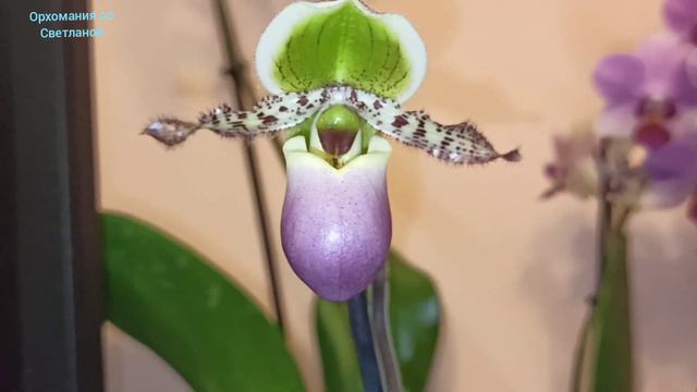 Домашнее цветение пафиопедилумов. Февраль 2022г.