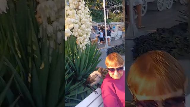 Любопытный ворон!