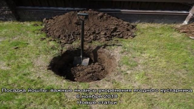 Место посева мелиссы — важный аспект при выращивании культуры смотреть онлайн