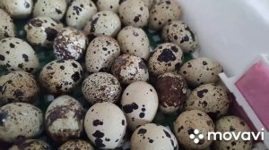 Инкубация перепелов. Вылупление перепелят.