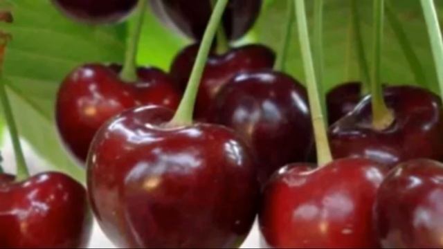 Сорт черешни Карина – основные характеристики смотреть онлайн