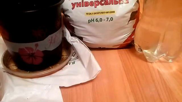 Выращиваем МАНГО ИЗ КОСТОЧКИ дома!!!! Как прорастить и посадить косточку манго!!!!! смотреть онлайн