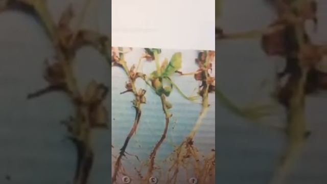 Основные болезни зерновых и зернобобовых культур и меры борьбы с ними