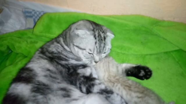 Котятам 10 дней!Открывают глазки! смотреть онлайн