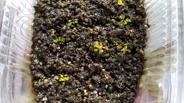 Венерина Мухоловка. Dionaea muscipula. Содержание и уход. Хищное растение. смотреть онлайн