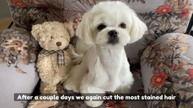 HOW TO Naturally Treat TEAR STAINS❗️ALL DOG OWNERS NEED TO KNOW THIS ❗️ смотреть онлайн