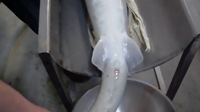 дойка осетра 111 смотреть онлайн