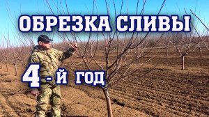 Правильная ОБРЕЗКА СЛИВЫ⧸4-й год после посадки⧸опытный участок