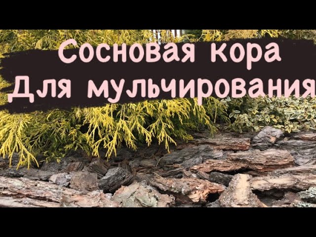 ЛУЧШИЕ два способа мульчирования сосновой корой ❓❗️.mp4 смотреть онлайн