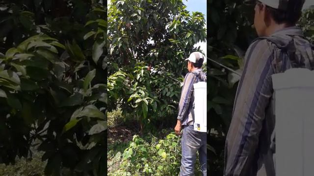 Mango tree use organic fertilizer s-matrix смотреть онлайн