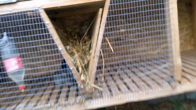 Крольчатник  своими руками