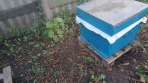 На пасеке.Дневник пчеловода.Четвертый рой..mp4