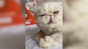 КОТ ЛЕША ПОМОГАЕТ БЕЗДОМНЫМ ЖИВОТНЫМ ДОБРОЛАП