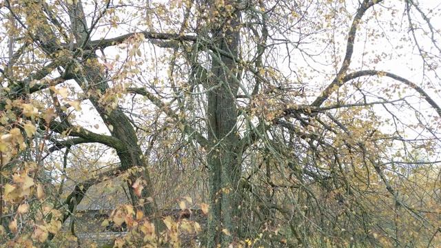 Евангелие от Луки. Притча о Сеятеле. Эпизоды из жизни священника. смотреть онлайн