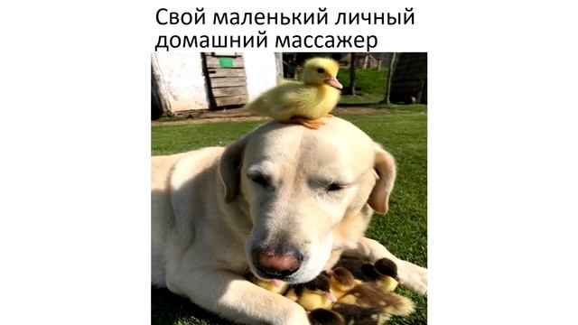 НОВОГОДНЯЯ БАШКА))) Приколы | Мемозг 876