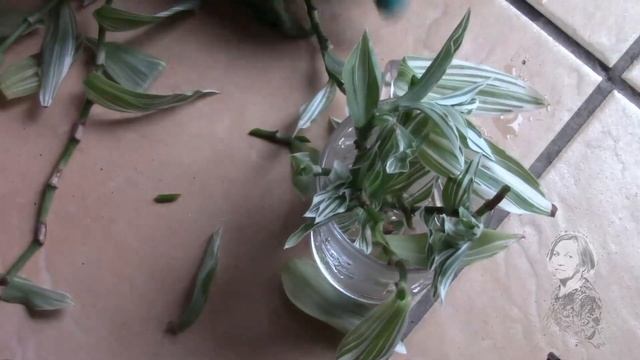 ЕСЛИ РАСТЕНИЕ ГИБНЕТ. смотреть онлайн