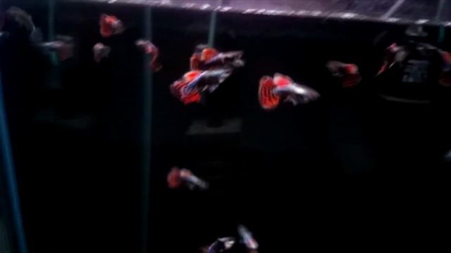 Гуппи "Слоновьи уши" всего 7 линий смотреть онлайн