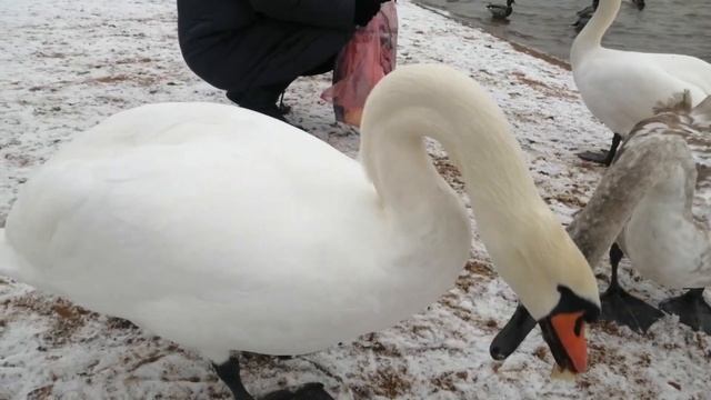 Зимний пляж. Лепельского военного санатория в Белоруссии. смотреть онлайн