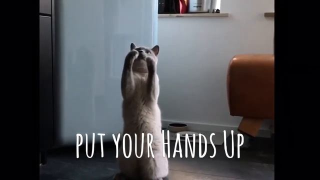 BKH Kater Mickey tanzt :-) смотреть онлайн