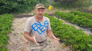 Сорт клубники Клери первый сбор