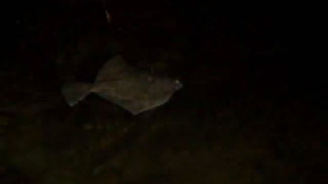 Балтийский SurfCasting. Фото 2009-2010гг. смотреть онлайн