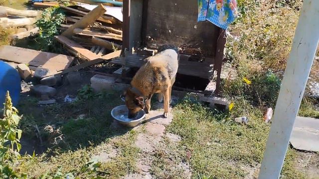 Рост и развитие млекопитающих. День шестой. смотреть онлайн