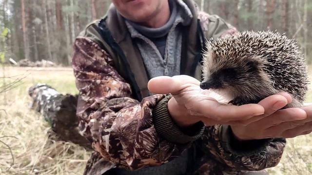 ВПЕРВЫЕ в ЖИЗНИ ОН ПОПАЛСЯ! Прогулка по весеннему лесу 2021! смотреть онлайн