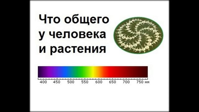 2 Что общего у человека и растения смотреть онлайн