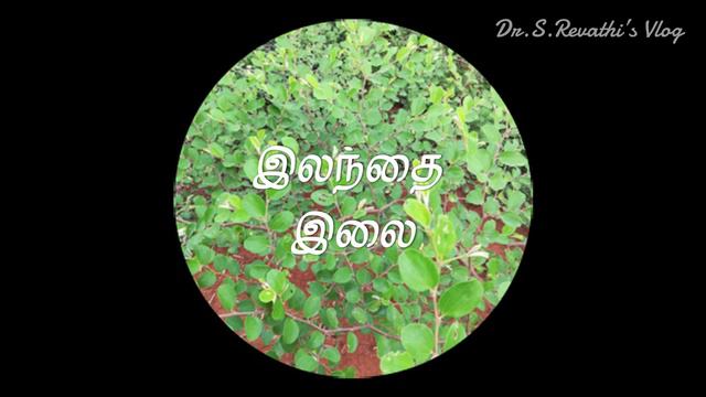 உடல் பருமனை குறைப்பதற்கான இயற்கை வழிமுறைகள் | Natural Remedies for Obesity | Dr.S.Revathi's Vlog смотреть онлайн