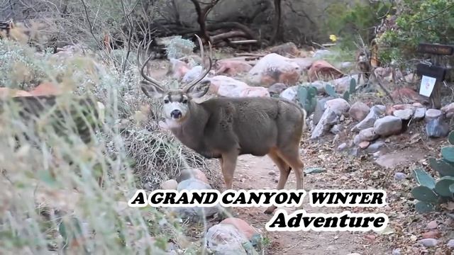 # 24 GRAND CANYON NATIONAL PARK- Winter Adventure - KY QUAN THU 7 смотреть онлайн