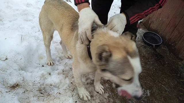 Жизнь в деревне/ САО, Алабай на свободе ;) /Меняем ошейник/ Дом в деревне. смотреть онлайн