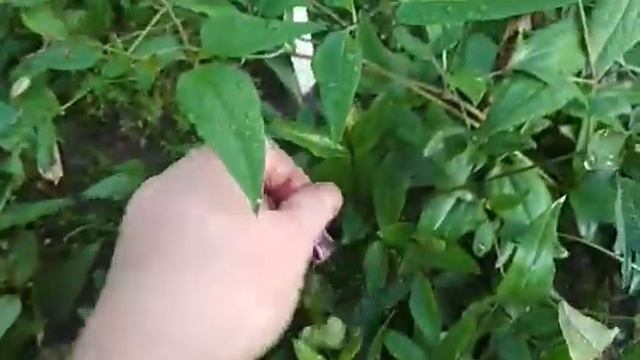 клематисы из черенка,августовская ревизия смотреть онлайн
