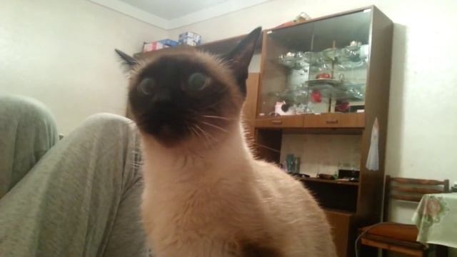 Сиамская кошка в гневе. прикол.жесть - смешное видео, приколы, смотреть онлайн смотреть онлайн