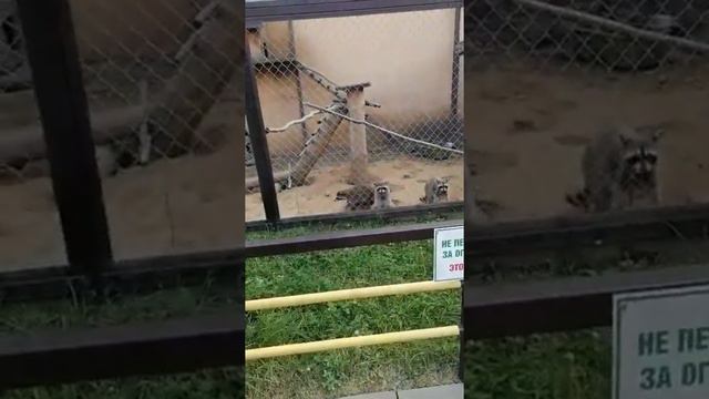 Отдых в ПАРКЕ ОБЕЗЬЯН на Калужском шоссе смотреть онлайн