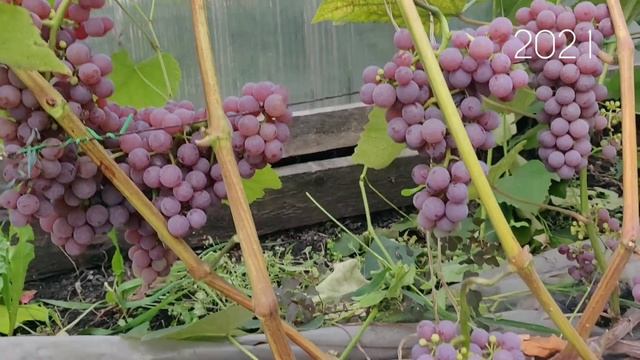 Наш любимец - бессеменной виноград Рилайнс пинк сидлис. смотреть онлайн