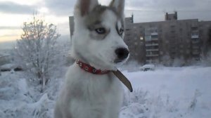 Щенок Хаски 3 месяца party 1