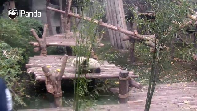 Панда, которая обожает обниматься. Panda wants a hug from nanny, but nanny is working смотреть онлайн